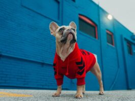 French bulldog clothes for dogs