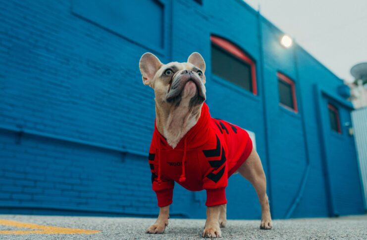 French bulldog clothes for dogs