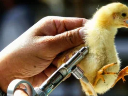 Bird Flu