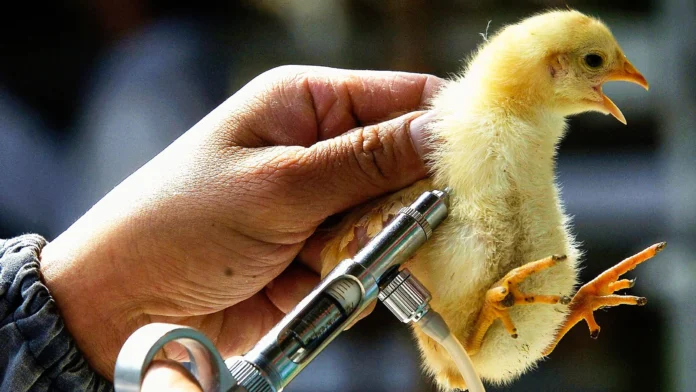 Bird Flu