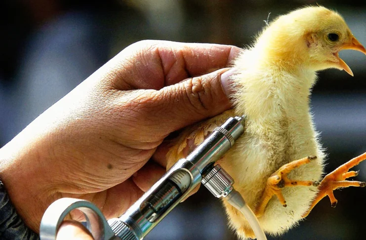 Bird Flu